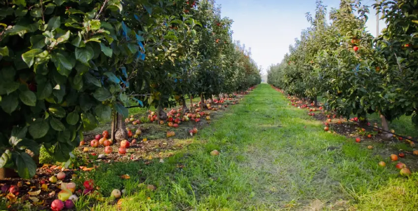 Sarahan's apple orchards 