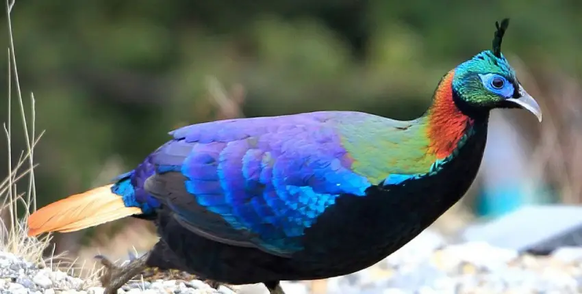 Vibrant Feathers of the Himalayas 