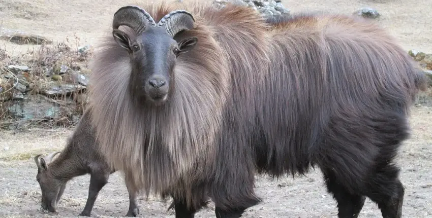 Discover the Himalayan Tahr