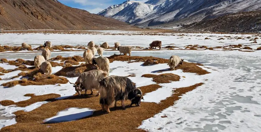 Zanskar Valley