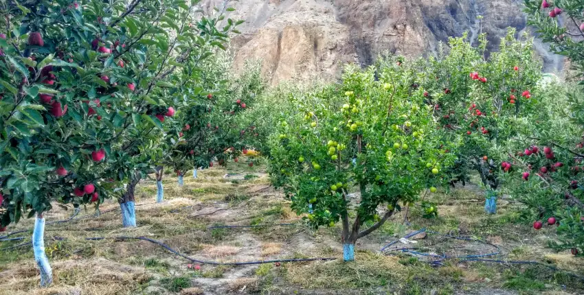 Apple Orchard