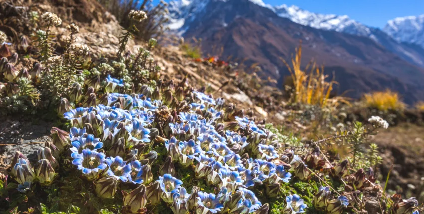 Flora in Himachal in April