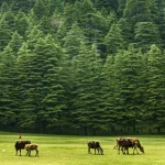 Dalhousie Guide Featured Image 1