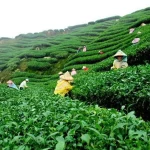 Kangra tea industary
