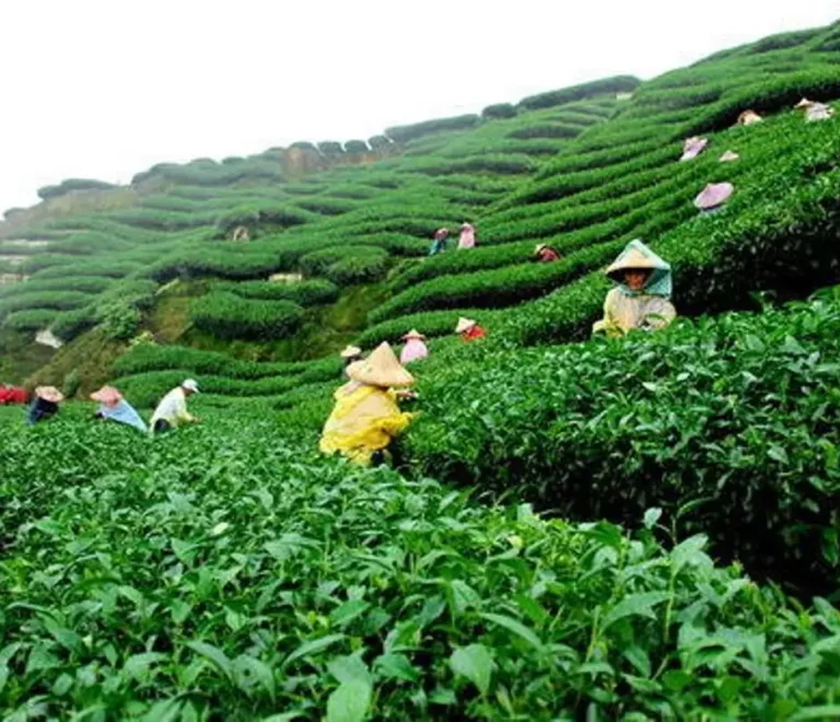 Kangra tea industary