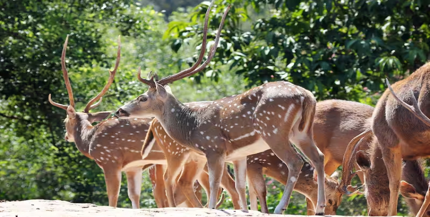 Kalatop Wildlife Sanctuary Image 1