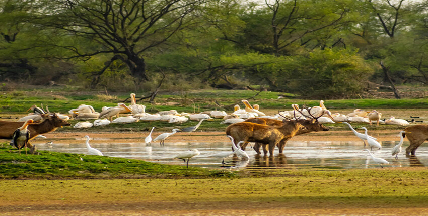 Kalatop Wildlife Sanctuary Image 3