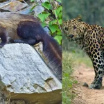 Kalatop Wildlife Sanctuary Featured image