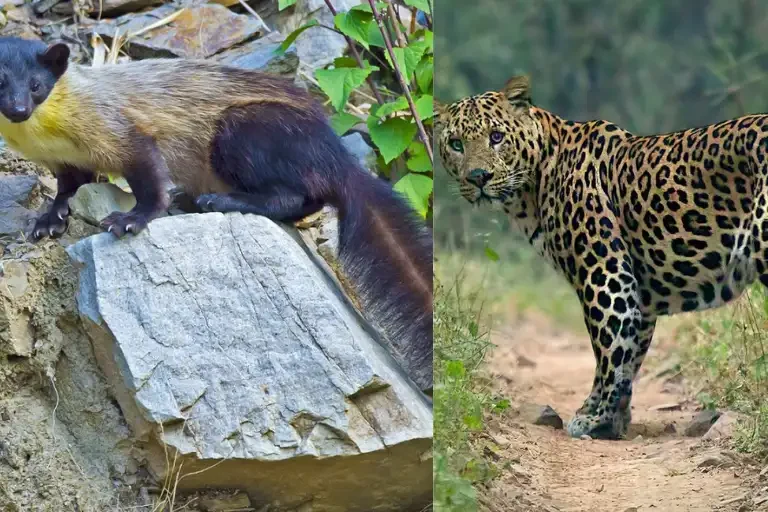 Kalatop Wildlife Sanctuary Featured image