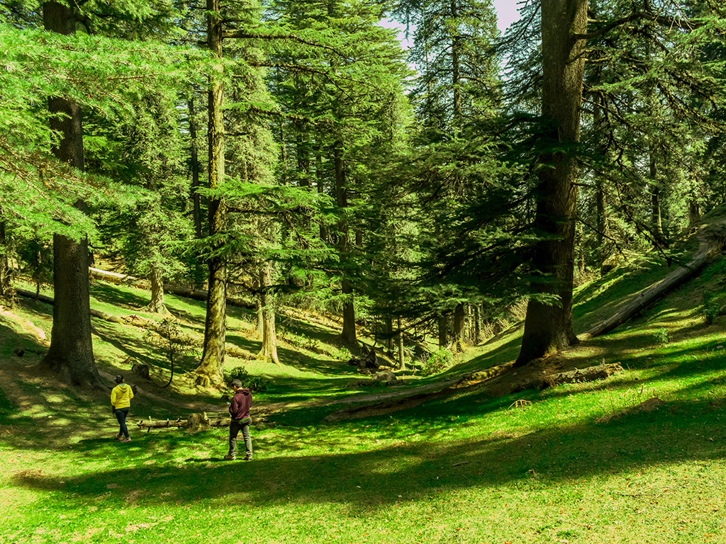 Treks around Chamba and Dalhousie - A Detailed Trekking Guide for Ravi Valley 19 Kalatop Wildlife Sanctuary 3