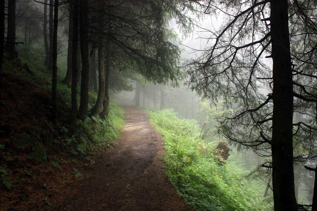 Treks around Chamba and Dalhousie - A Detailed Trekking Guide for Ravi Valley 20 Kalatop Wildlife Sanctuary 4