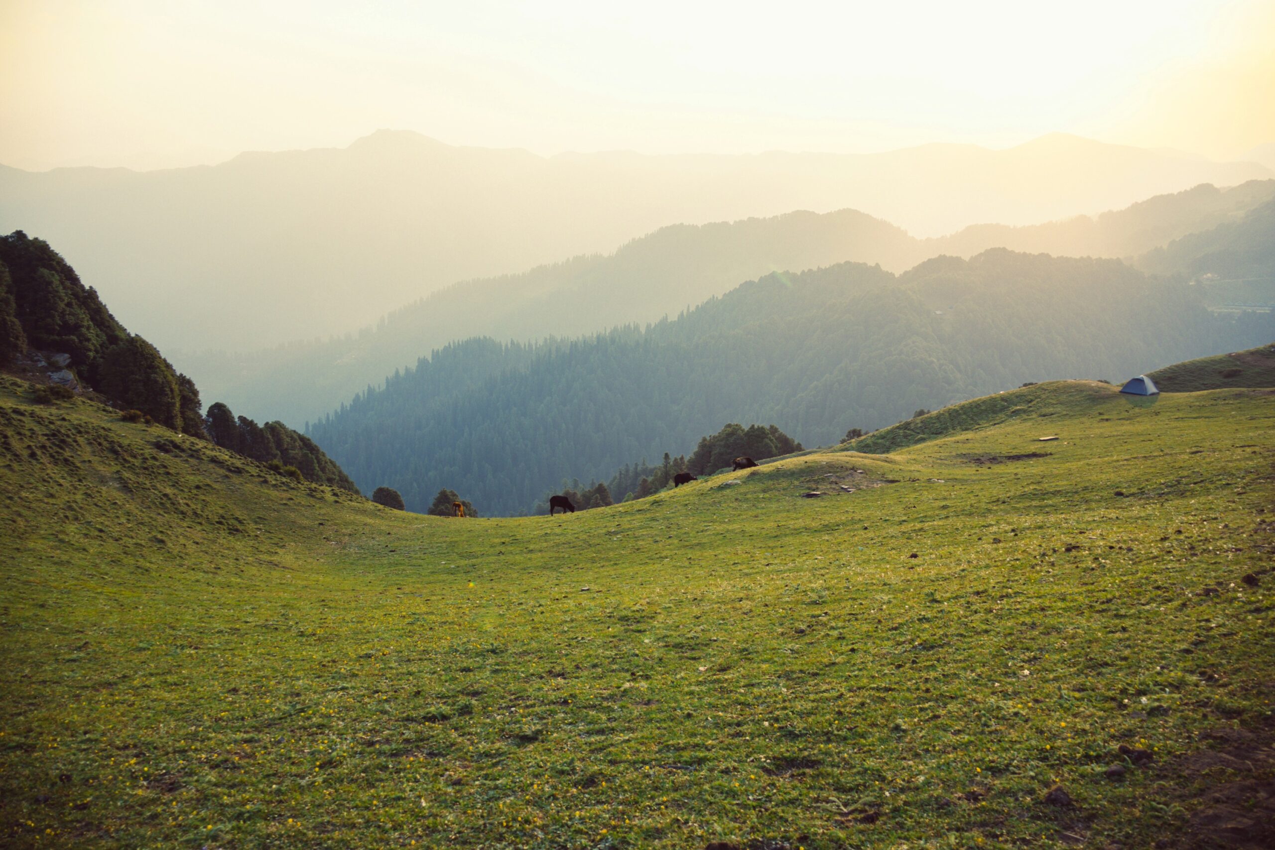 Sainj Valley & Shangarh Travel Guide: The Ultimate Offbeat Himachal Escape 7 Shahgarh scaled