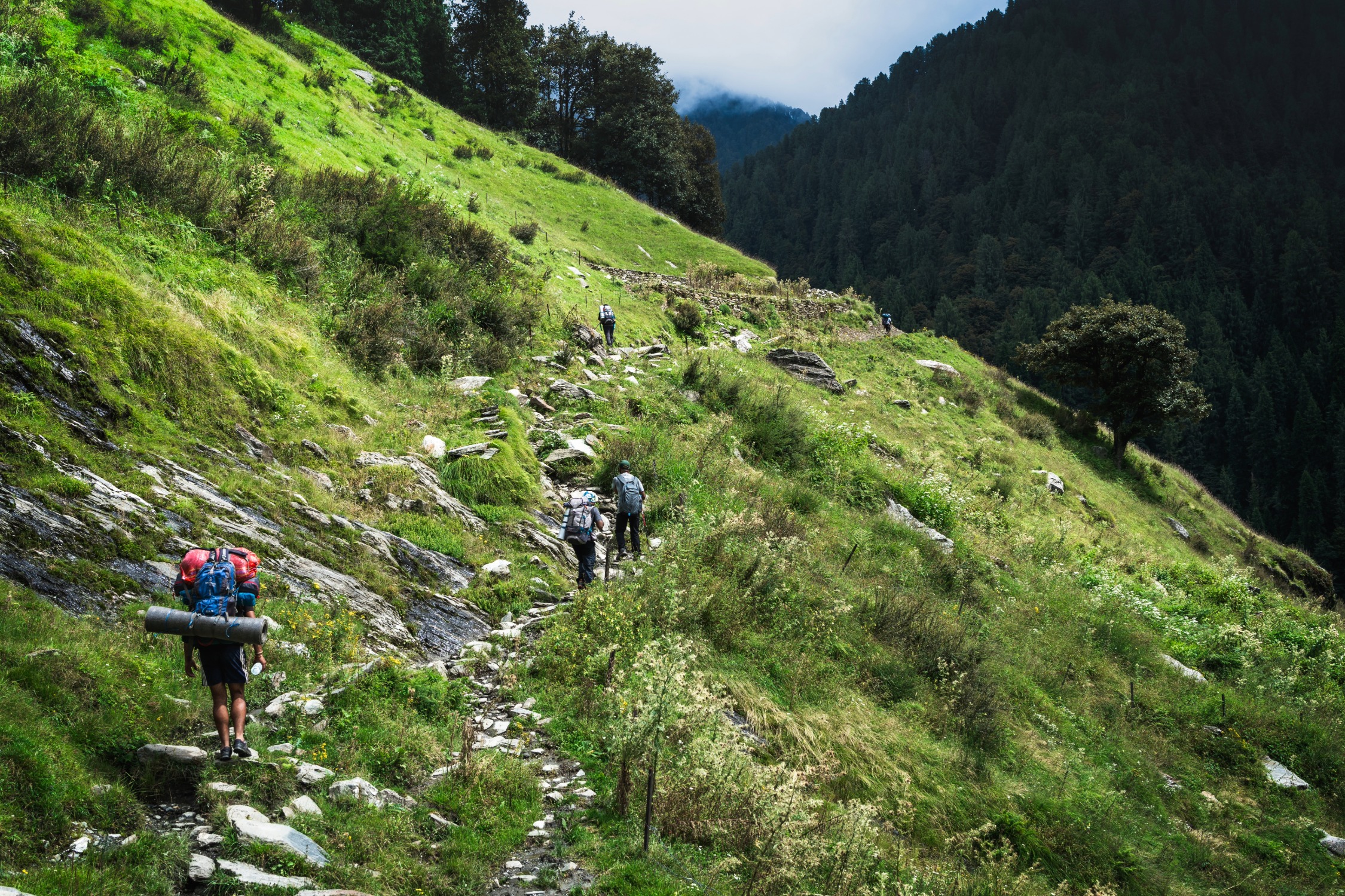 Sainj Valley & Shangarh Travel Guide: The Ultimate Offbeat Himachal Escape 8 Trekking 1