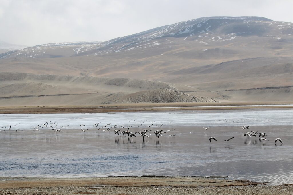 10 Best Tourist Places In Ladakh to Explore in 2026 5 Tso Moriri Lake