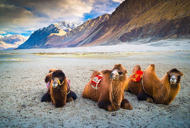 15 Must-Visit Places in Ladakh Beyond Pangong Lake 2 Camels waiting for tourists in Nubra Valley